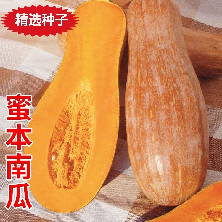 (买二送一)早熟高产蜜本南瓜种子超甜粉面早栗甜南瓜四季蔬菜种籽