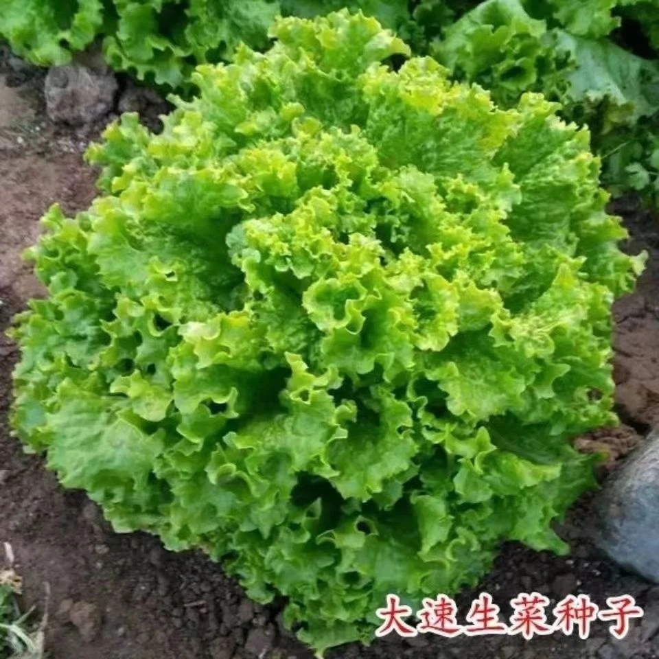 （买二送一）四季速生甜脆生菜种子生吃大速生菜种籽阳台四季盆栽