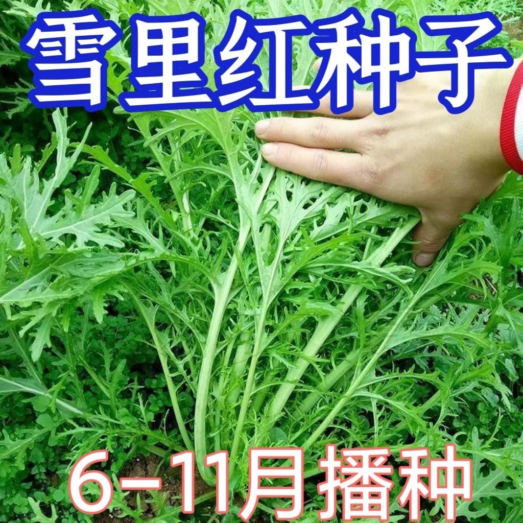 雪里红种子细叶雪里蕻农家雪菜籽春不老蔬菜排菜高产香青菜种籽