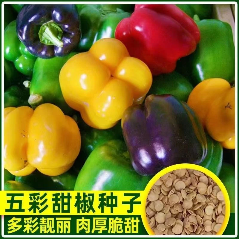 辣椒种子七彩椒五彩甜椒朝天椒长线椒牛角椒蔬菜籽四季播蔬菜种子