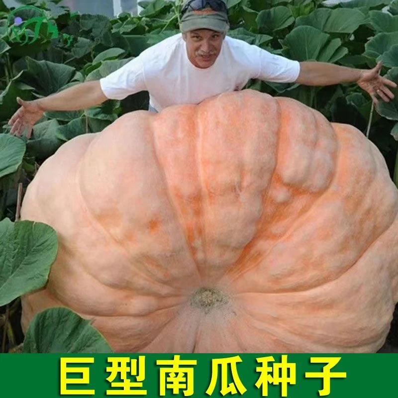 (买二送一)特大巨型南瓜始粉糯超甜南瓜新品种观赏食用四季蔬菜种