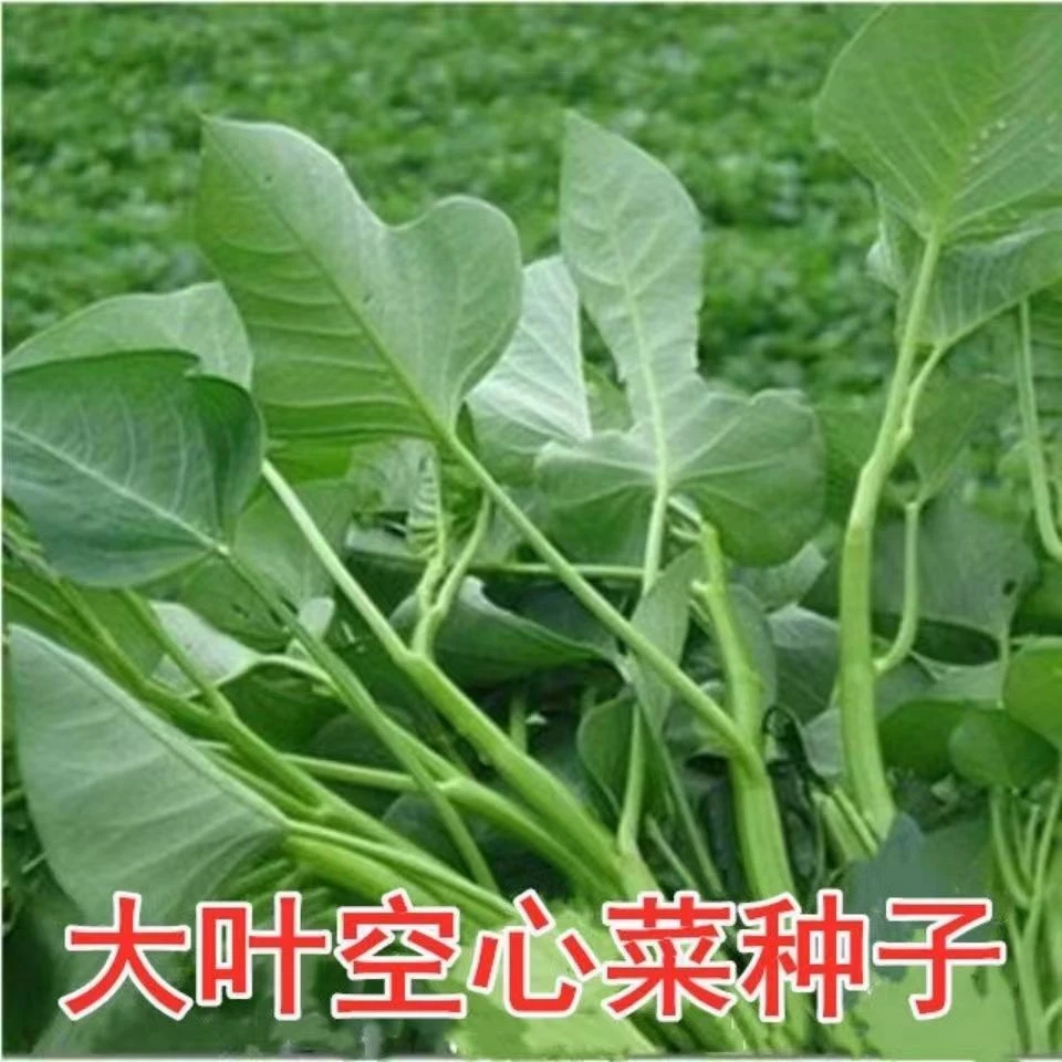 【买二送一】大叶空心菜种子四季大叶空心菜四季种子阳台通心菜籽