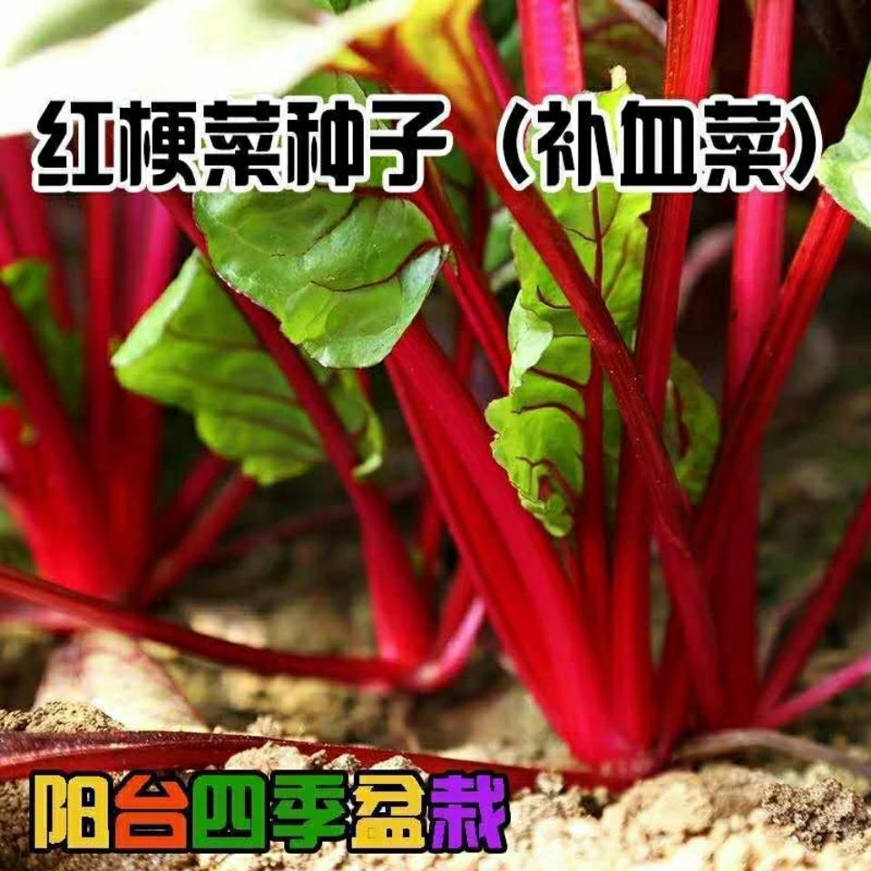 （买二送一）红根达菜甜叶菜种子红叶菠菜种籽红梗厚皮牛皮菜蔬菜