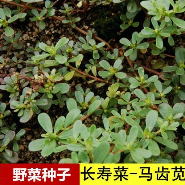 营养马齿笕种子长寿菜蚂蚱菜五行菜马生菜阳台盆栽食用种子籽批发