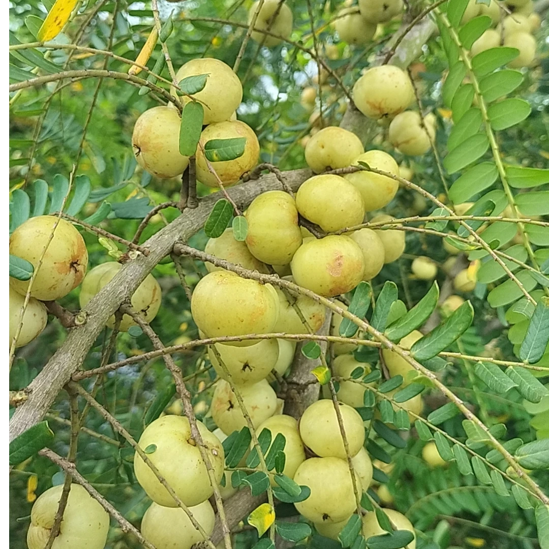 三棱油柑拍一发一