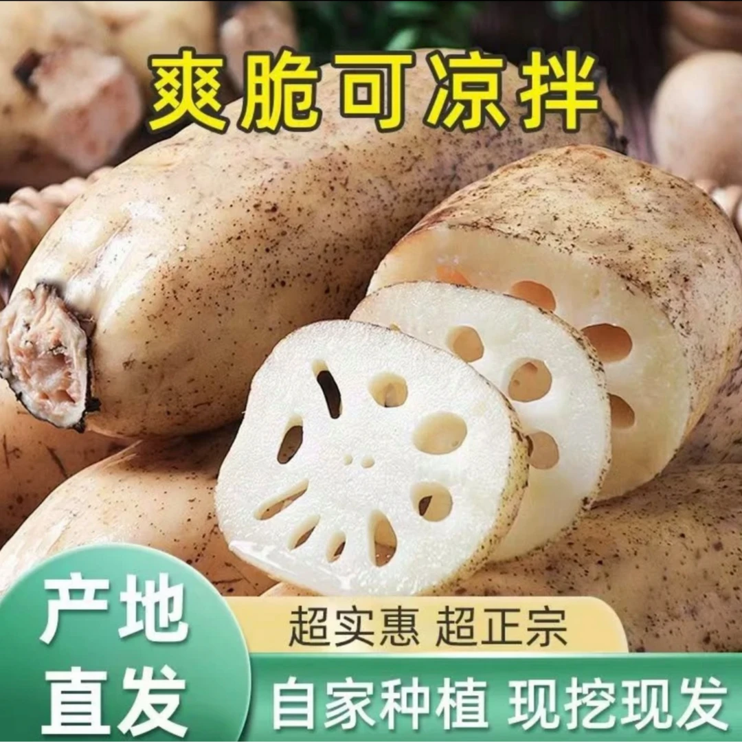 【现挖现发】黄河口九孔白藕 千亩藕塘 每日现挖 源头直出 京东包邮