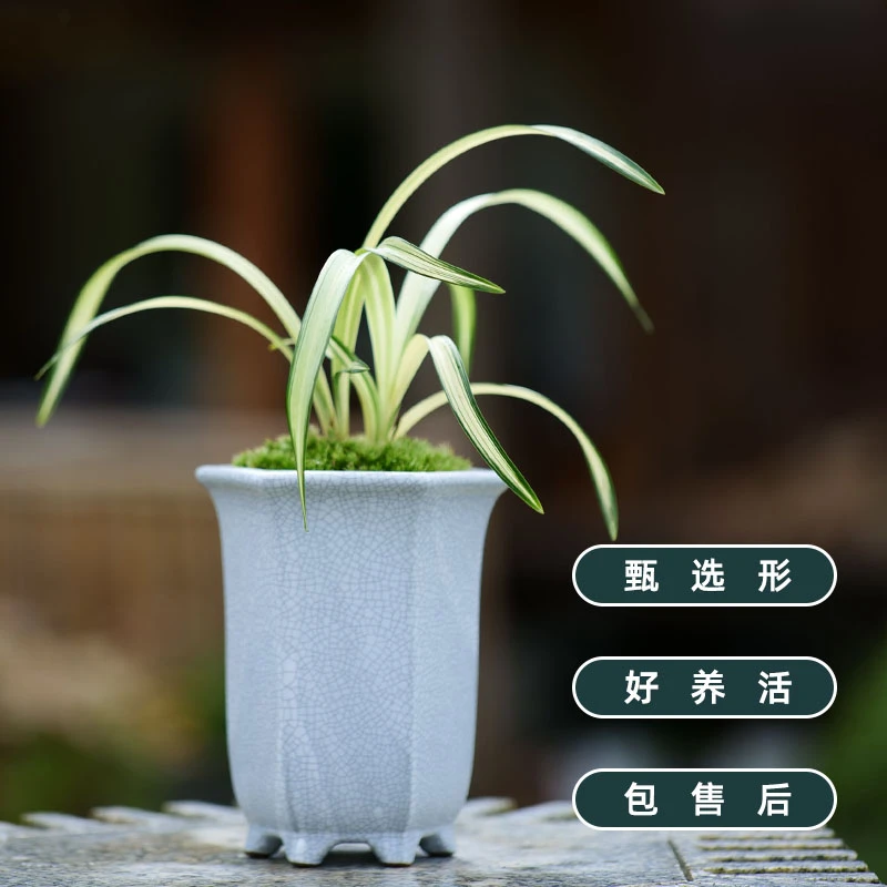 兰花盆景盆栽绿植春兰五福临门带盆栽好包邮