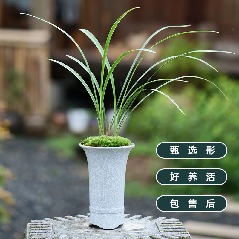 兰花盆景盆栽绿植建兰玉女秀针带盆栽好包邮