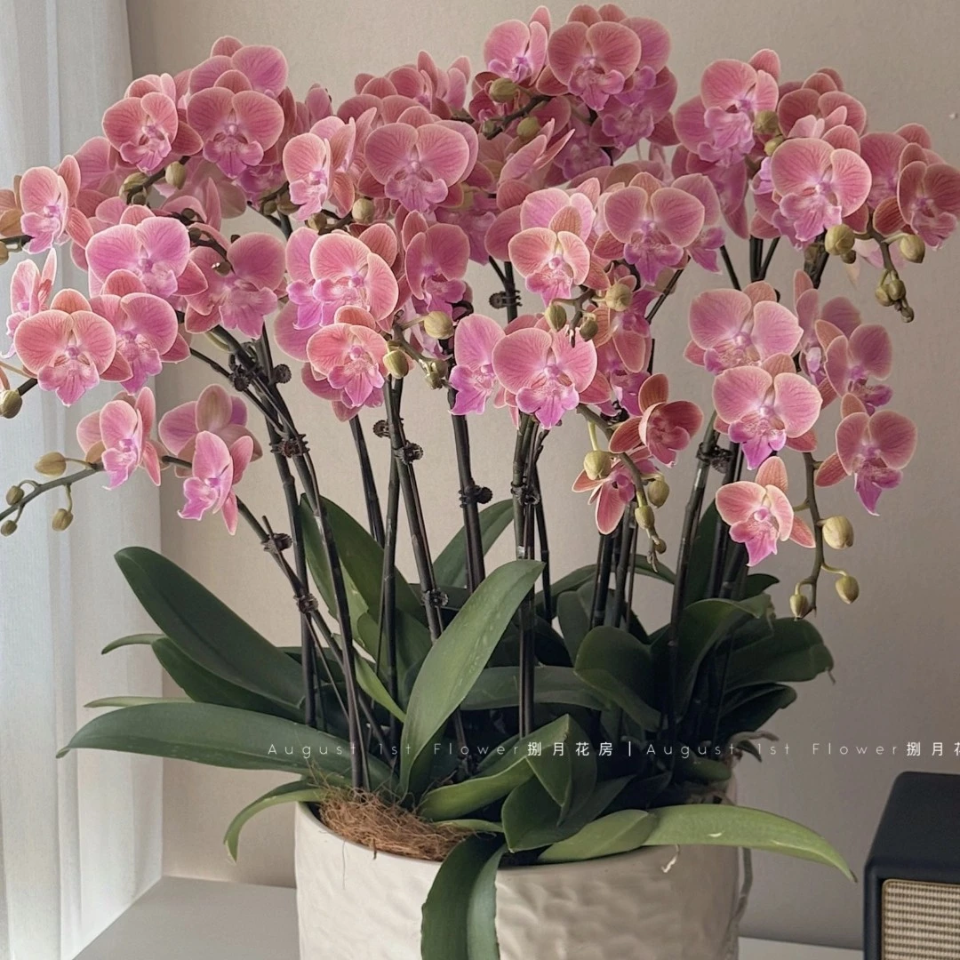 《花伴雨》唯美大舌头，3 .5加高杯出梗苗