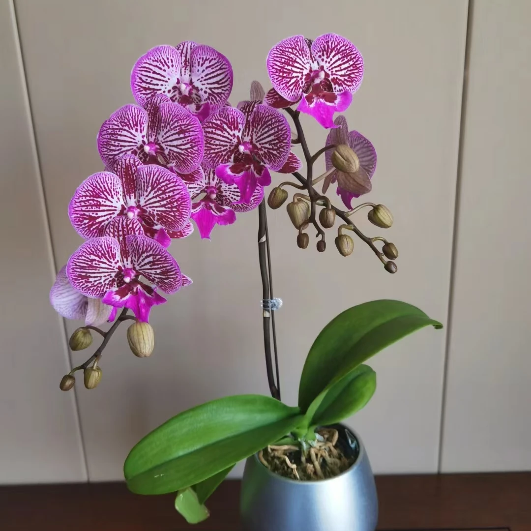 《花伴雨》蝴蝶兰七彩鱼3.5加高杯,大苗刚出花剑