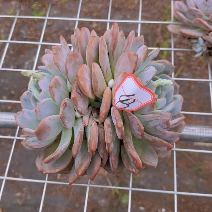 包邮包邮包邮包邮43号