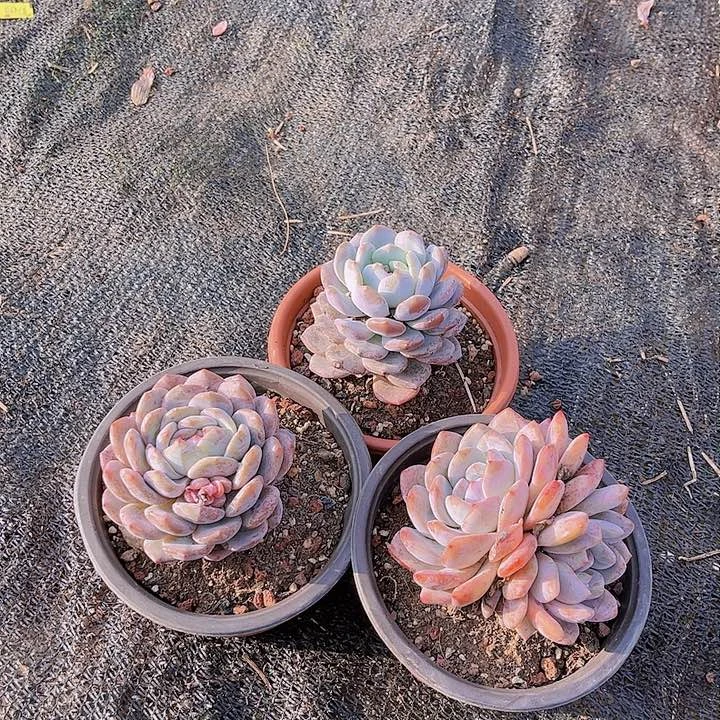 花*兰花木兰木兰，花木兰，花木兰