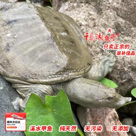 正宗千岛湖土鳖【纯天然生长甲鱼】渔民捕捞山泉溪水鲜活甲鱼纯生态