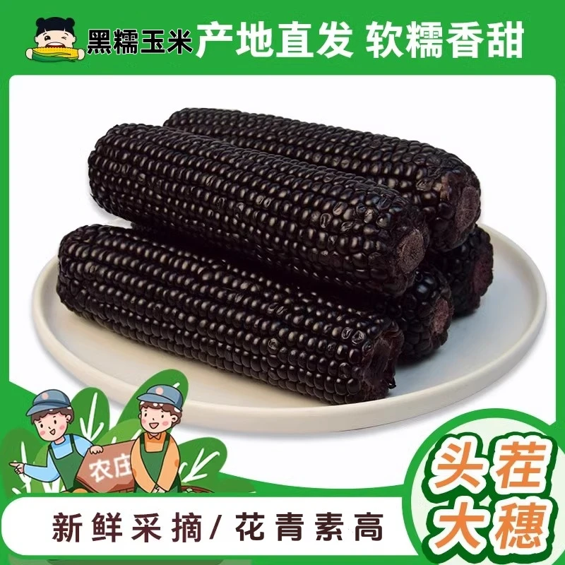 【试吃2根】10月份头茬黑糯玉米一箱香甜软糯非转基因绿色食品