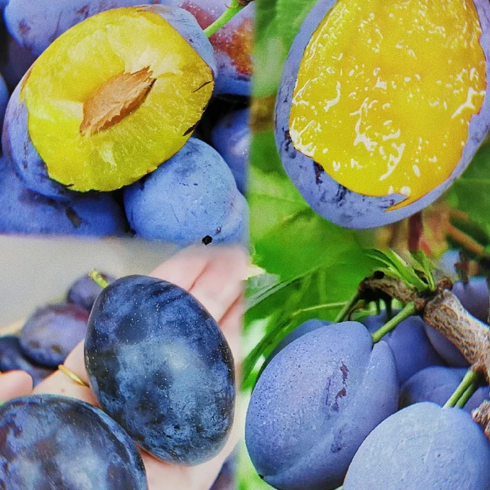【全国包邮】红古新鲜蓝蜜西梅约5斤（±50g）