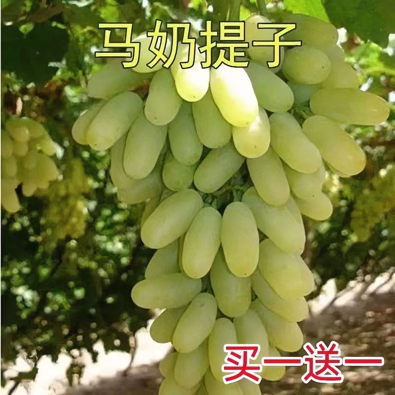 新疆马奶提子葡萄果树苗无籽种植树苗青无籽种植无籽青提苗盆地栽