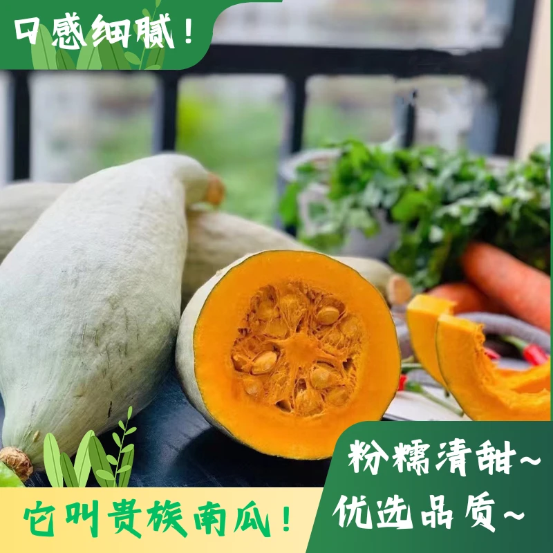 沙地新鲜内蒙古贵族南瓜软糯清甜
