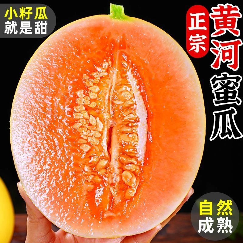 甘肃民勤黄河沙漠头茬蜜瓜新鲜现摘水果红金宝甜瓜香甜多汁3/10斤