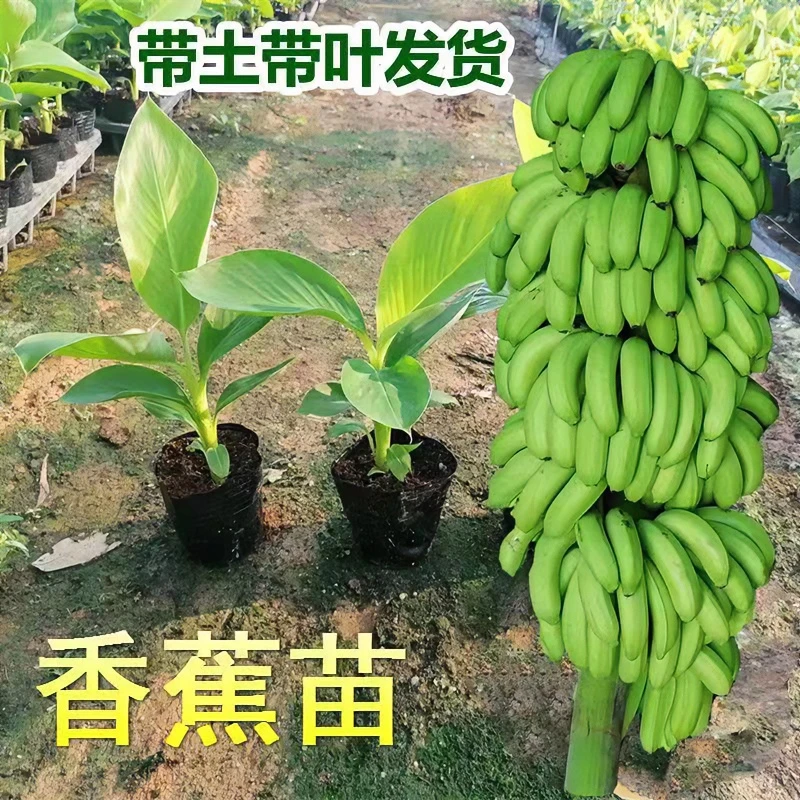 香蕉树苗中蕉1号南方北方 均可种植 耐寒品种
