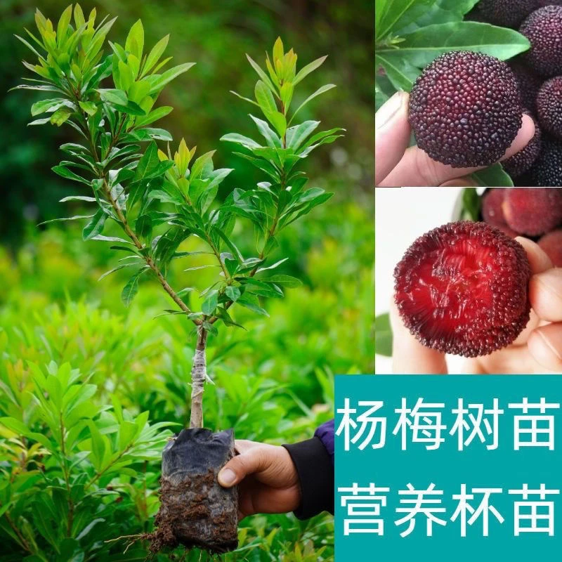 正宗东魁杨梅黑炭杨梅嫁接树苗盆栽地栽当年结果南北方四季种植