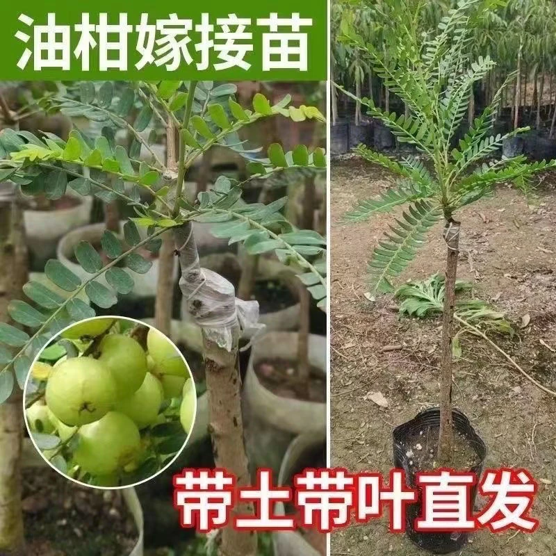 盆栽地栽正宗嫁接苗超矮优质果树苗甜油柑果苗南方种植广西发货