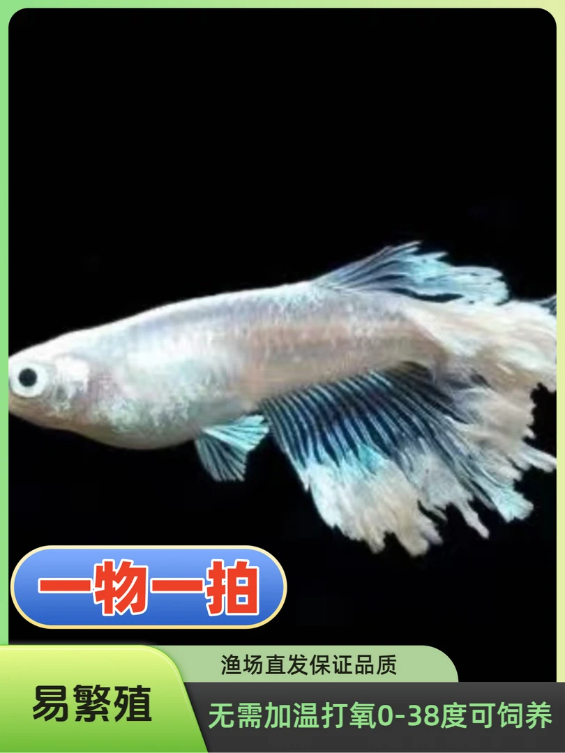 观背青鳉冷水鱼 一物一拍3号