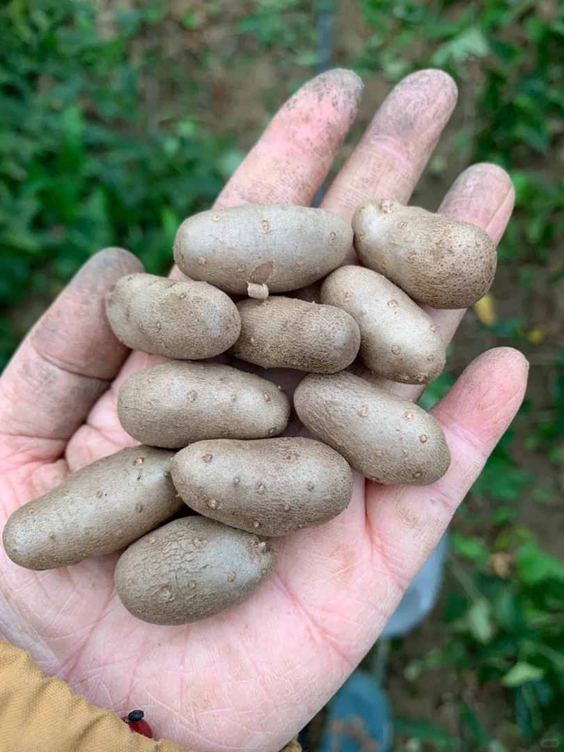 铁棍山药豆营养高新鲜采摘软糯香甜好吃山药豆铁棍山药糖葫芦煮粥
