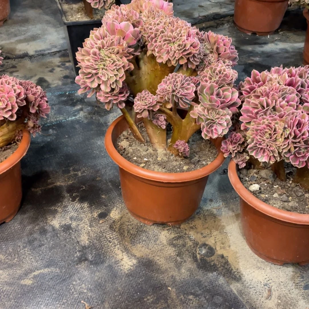 甜*粉女巫缀化脱土发货