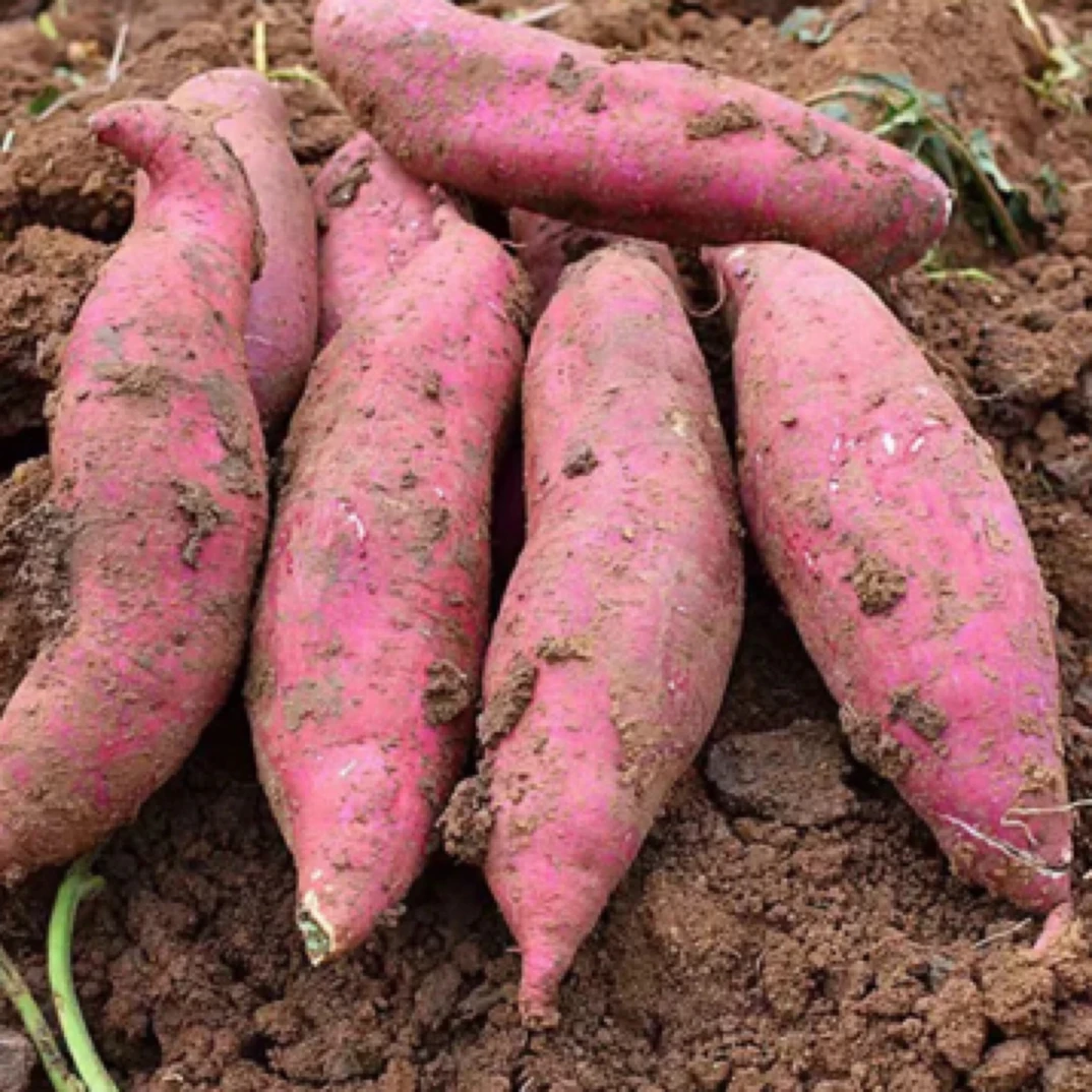 【阿杰优选】湘西本地红薯