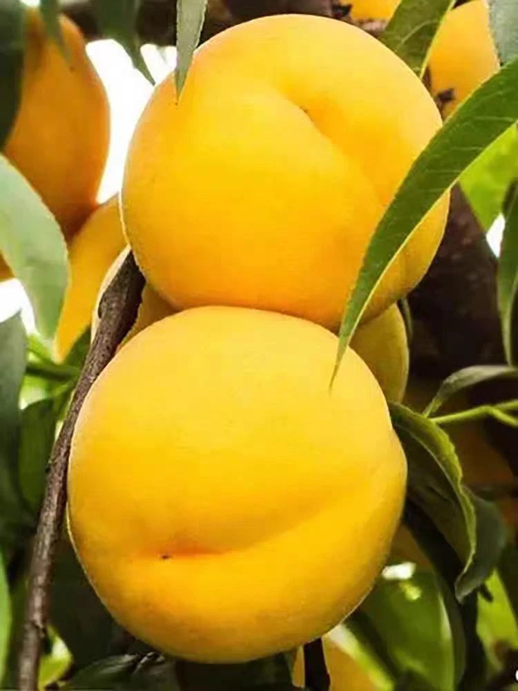 【蒙阴蜜桃】纯甜正宗山东蒙阴黄桃 锦绣黄毛桃 新鲜水果爆汁桃子