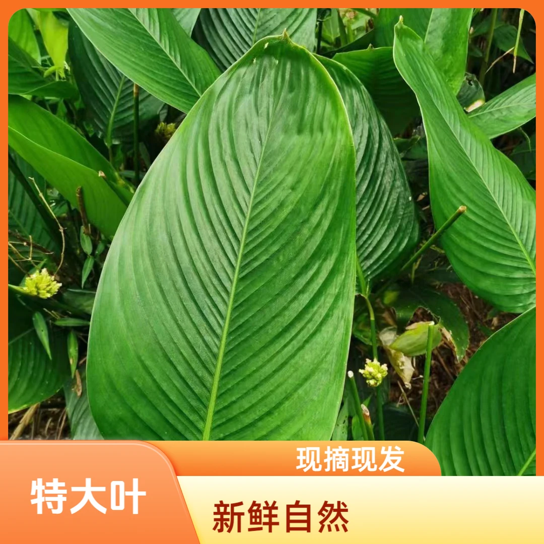 现摘现发新鲜特大冬叶广西粽子叶特产精选大粽叶批发商用家用粽叶