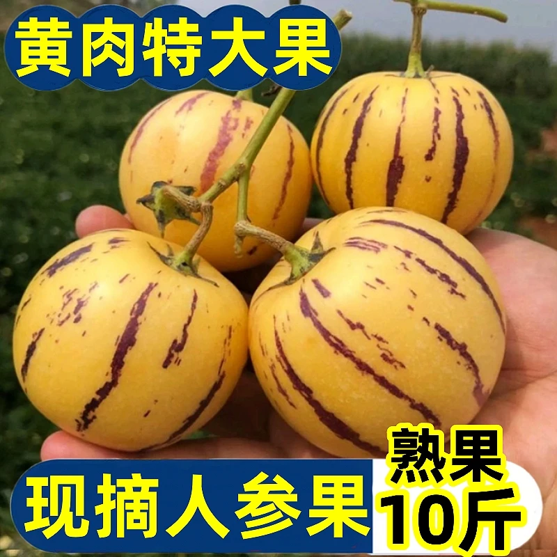 【牧阳】【够大够甜】云南石林人参果特大果新鲜人叁果水果七彩黄肉圆