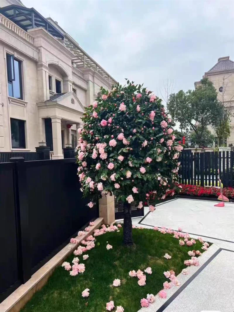 浓香型香妃茶树包邮特大号山茶树老桩大树大型茶花树四季常青庭院