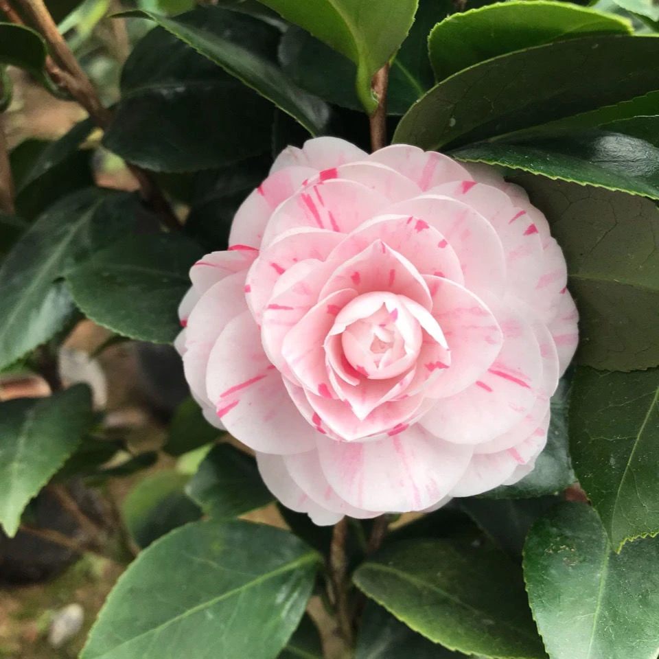 白底十八学士重瓣多色盆栽地栽大小规格室内室外耐高温底温易养活