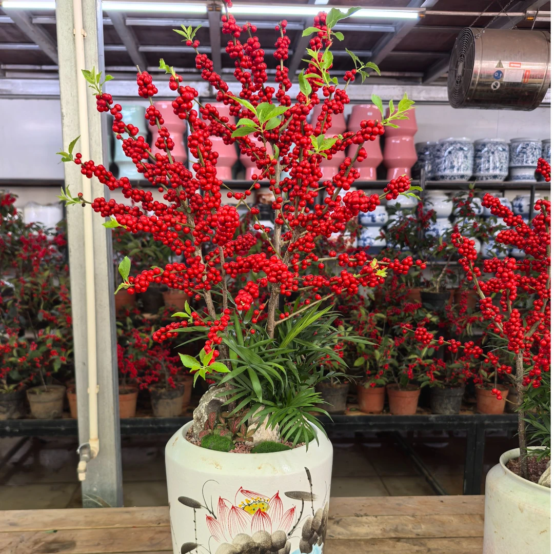 北美东青 网红绿植 办公室客厅大型绿植盆栽净化空气植物