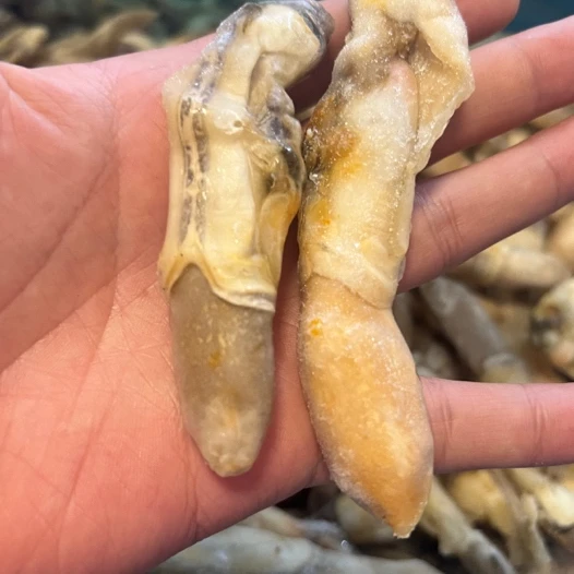 渤海湾！曹妃甸无沙开背原料满黄蛏王肉 没有冰衣！5斤