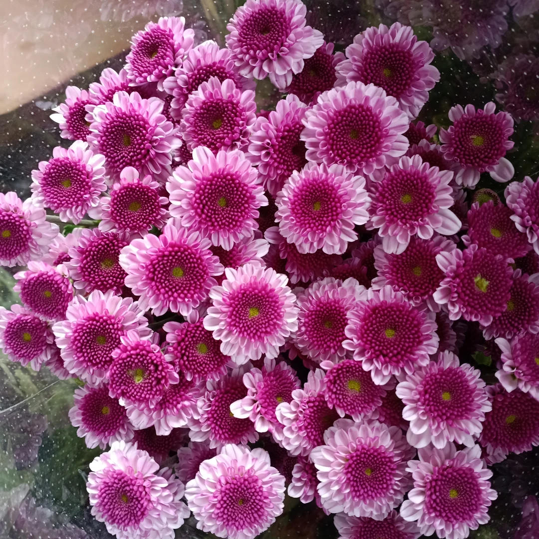 小雏菊水生鲜切花东北发货顺丰包邮