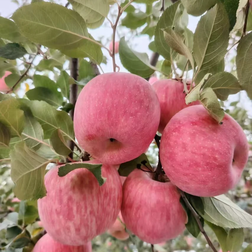 YANAN APPLE/延安苹果脆甜多汁 正品正宗带给您甜美脆爽