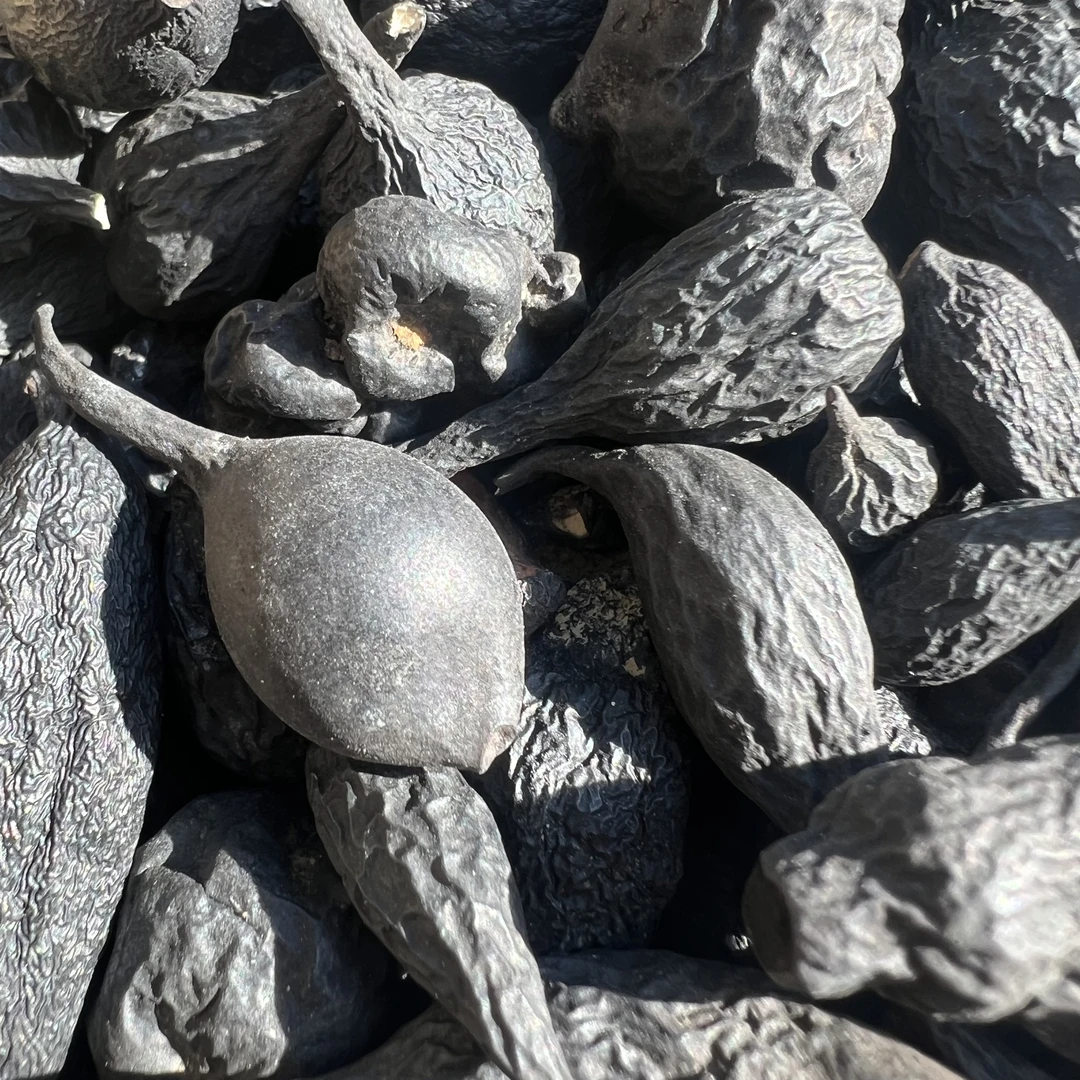 【现收山货】云南高山乌灵参25g