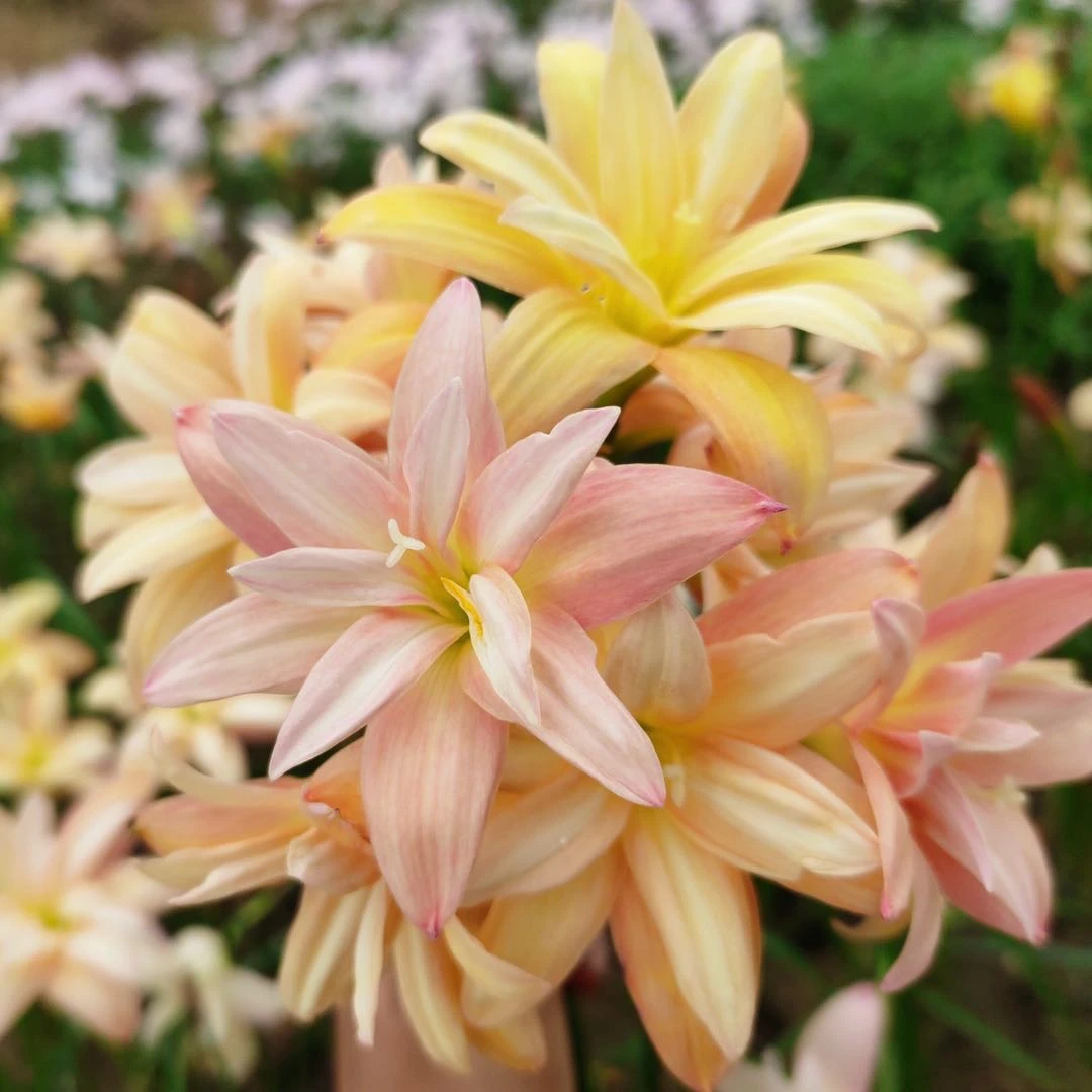 室外四季重瓣风雨兰种球耐热耐寒庭院阳台盆栽花卉
