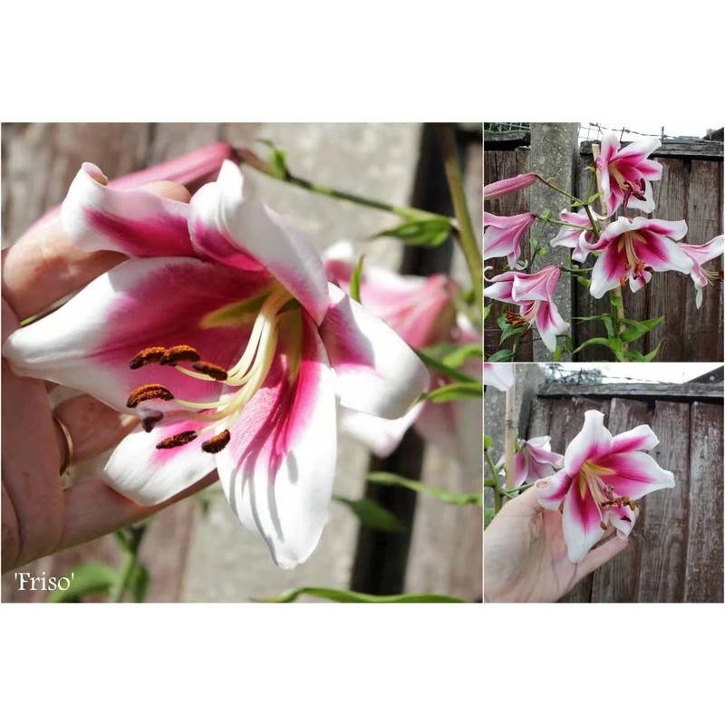 进口庭院百合种球北京月亮红丝绒泽巴复花耐寒庭院盆栽地载