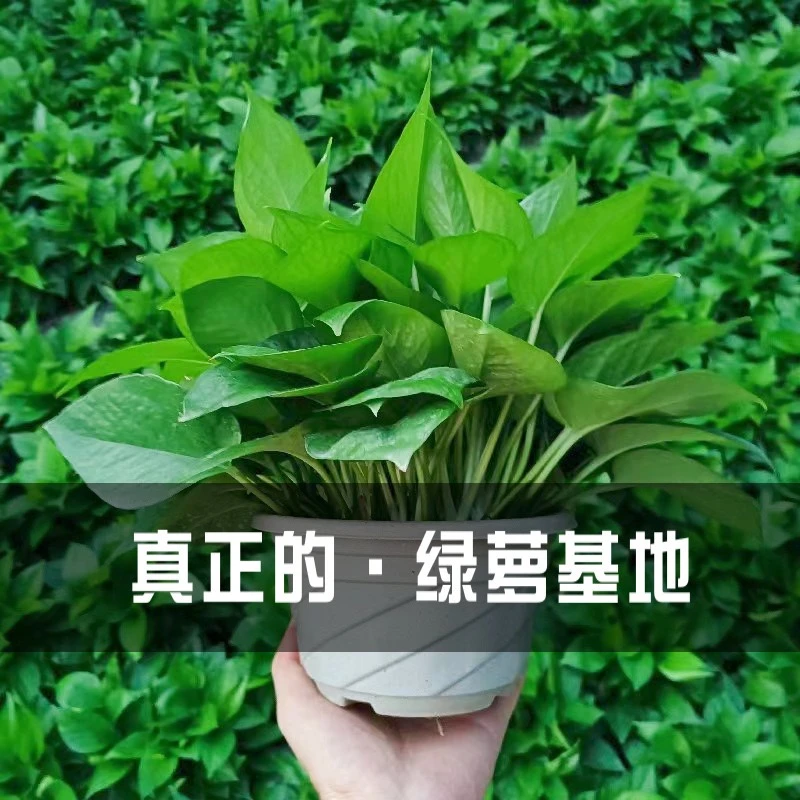 【拍一发四】绿萝盆栽室内花卉植物吸除甲醛水培好养大盆长藤大叶