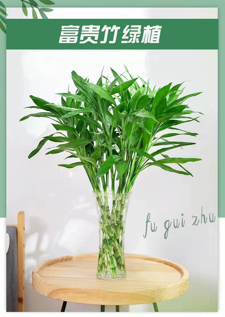 【拍一发十】富贵竹室内花卉植物新房吸除甲醛绿植水培好养