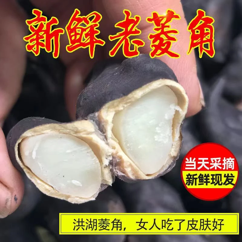 2025新鲜老菱角黑菱角棱角