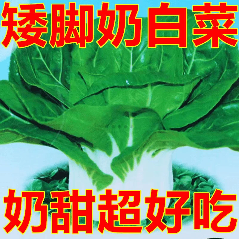 新白雪公主奶白菜种子四季可种矮脚白菜种籽湘潭大田蔬菜种子盆栽