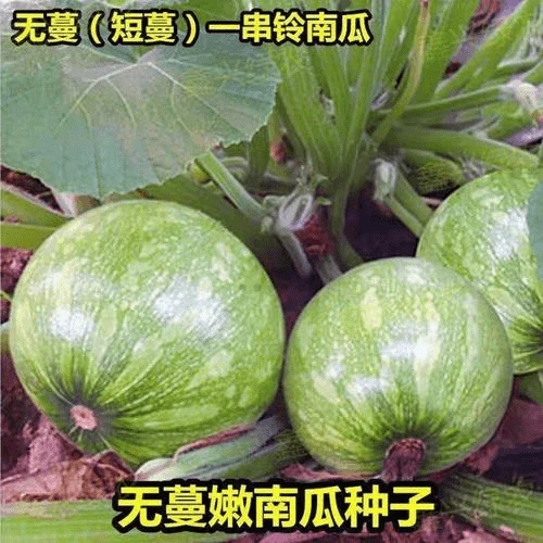 无蔓绿珠小南瓜种子早熟西葫芦种子蔬果种子南瓜短藤无蔓蔬菜