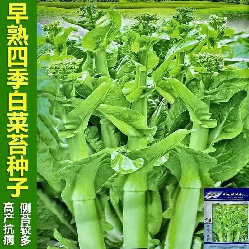 【今年新种】四季白菜苔种子早熟耐热耐寒速生秋播蔬菜种子