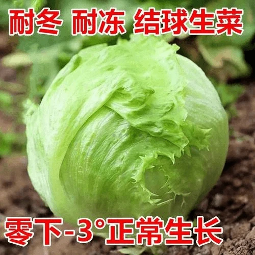 结球生菜种子奶油包心生菜四季包头西生菜脆甜四季蔬菜种子大全