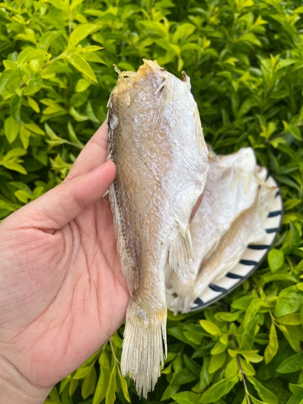 东海捕捞梅鱼淡晒微咸白梅鱼500g大条眉鱼鲞去头生晒黄鱼鲞海鲜