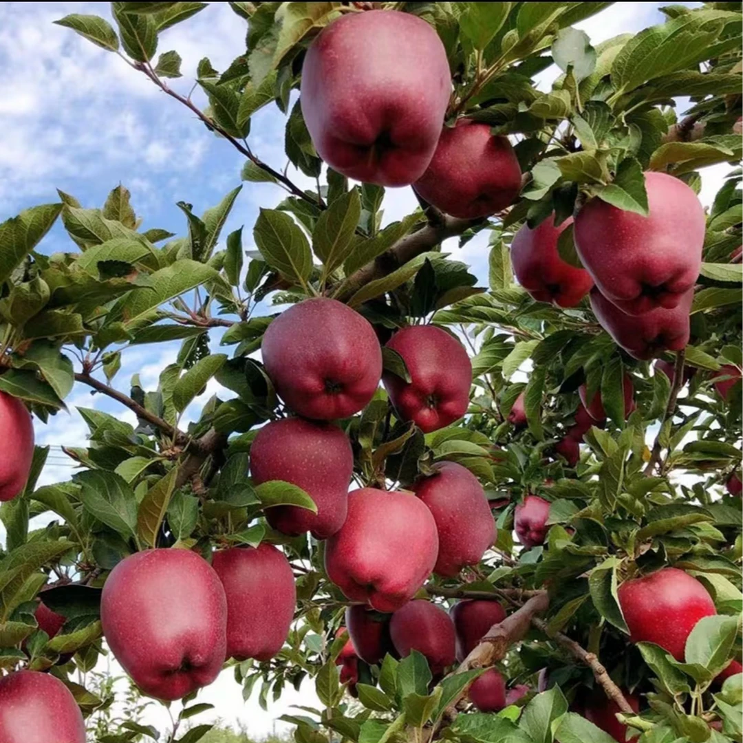 水果蔬菜 > 水果 > 苹果